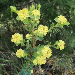 Pimelea flava