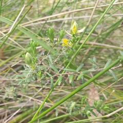 Hibbertia riparia