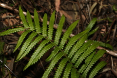 Cyclosorus interruptus