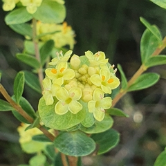 Pimelea flava