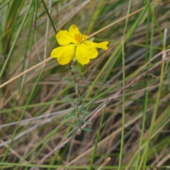 Hibbertia riparia