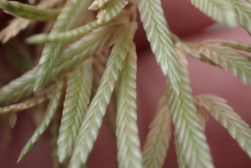 Eragrostis grandis