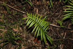 Cyclosorus interruptus