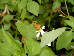 Taractrocerini