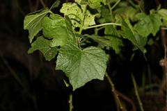 Hibiscus diversifolius