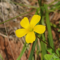 Oxalis perennans