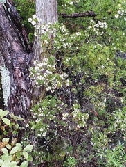 Leptecophylla juniperina