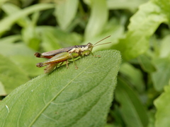 Pseudoxya diminuta