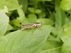 Pseudoxya diminuta