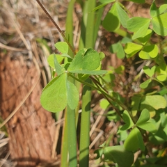 Oxalis perennans