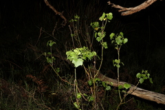 Hibiscus diversifolius