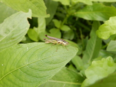 Pseudoxya diminuta