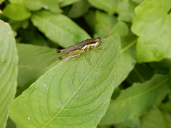 Pseudoxya diminuta