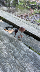 Mycena purpureofusca