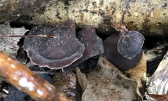 Auricularia cornea