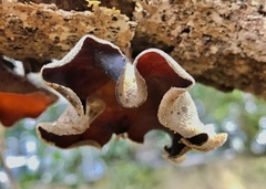 Auricularia cornea