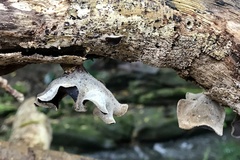 Auricularia cornea