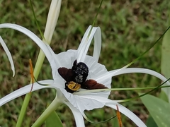 Xylocopa aestuans