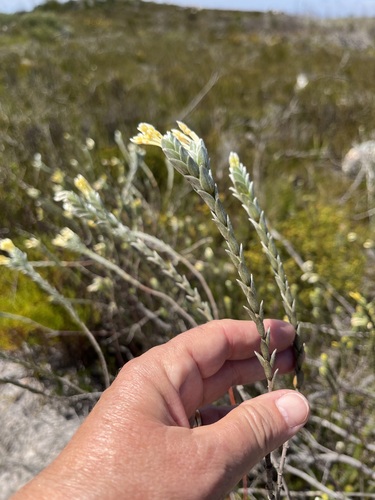 Gnidia anomala (Gnidia anomala)