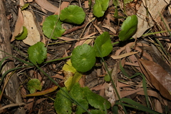 Hydrocotyle verticillata