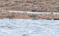 Limnodromus semipalmatus