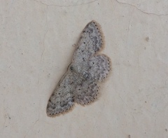 Scopula marginepunctata