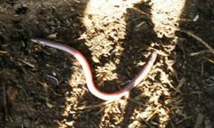 Amphisbaena angustifrons