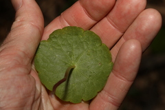 Hydrocotyle verticillata