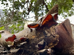 Auricularia cornea