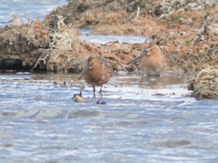 Limnodromus semipalmatus