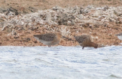 Limnodromus semipalmatus