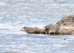 Limnodromus semipalmatus