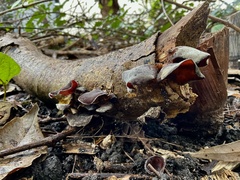 Auricularia cornea