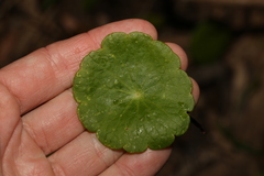 Hydrocotyle verticillata