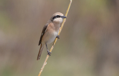 Lanius isabellinus
