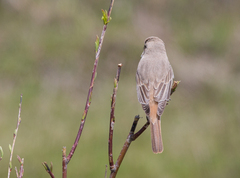 Lanius isabellinus