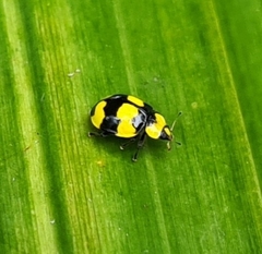 Illeis galbula