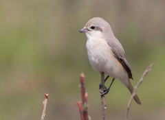 Lanius isabellinus