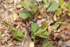 Camponotus dromas