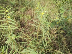 Chamaecrista mimosoides