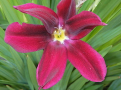 Sparaxis grandiflora