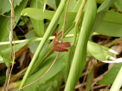 Neurothemis taiwanensis