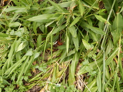 Neurothemis taiwanensis