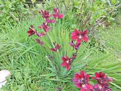 Sparaxis grandiflora