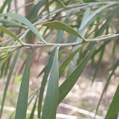 Acacia floribunda