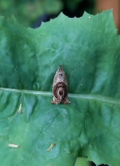 Acroceuthes metaxanthana