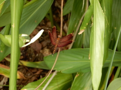 Neurothemis taiwanensis