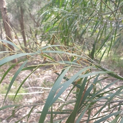 Acacia floribunda