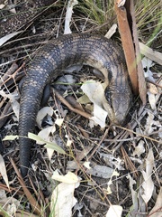 Tiliqua scincoides