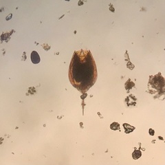 Lecane quadridentata